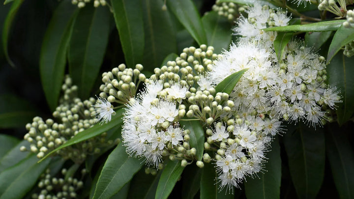 Lemon Myrtle: Australia’s Native Botanical Treasure
