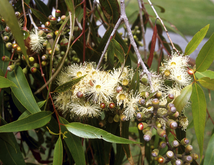 Australian Native Herbs Guide: Lemon Myrtle, Wattleseed & Australian Bush Herbs
