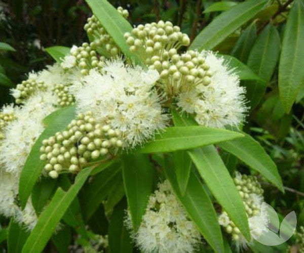 Aussie Native Herbs