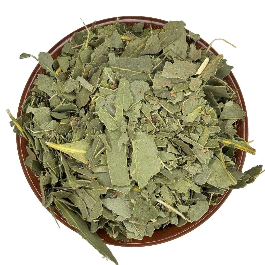 Tasmanian Blue Gum